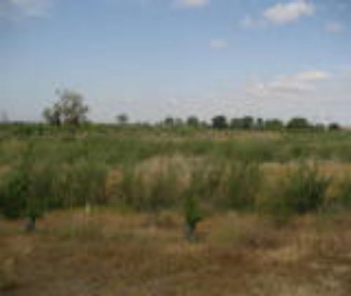 a field of tall grass